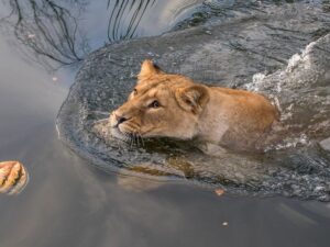 Лев в воде фото